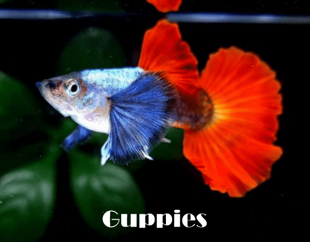 Fancy Guppies