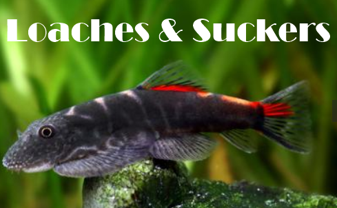 Suckers & Gobies