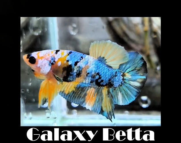 Galaxy Betta "What You See is What You Get "