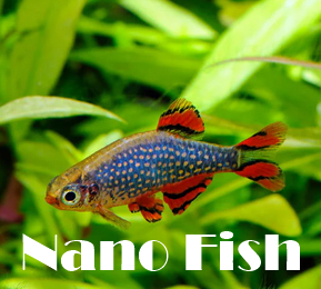 Nano Fishes