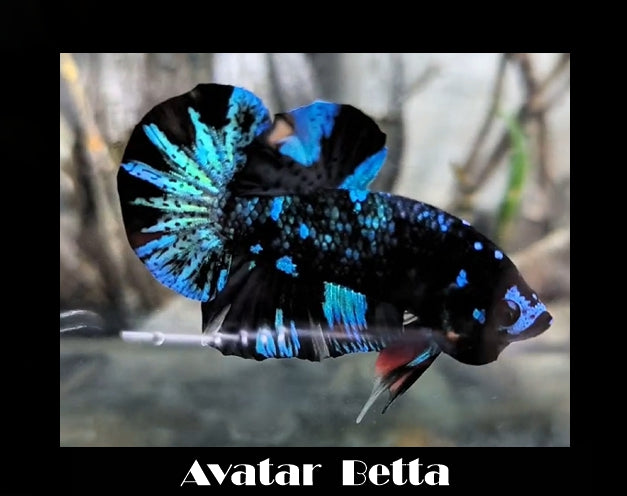 Avatar Betta (What You See is What You Get) (Wysiwyg)