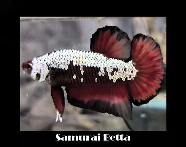 Samurai Betta "What You See is What You Get Betta"