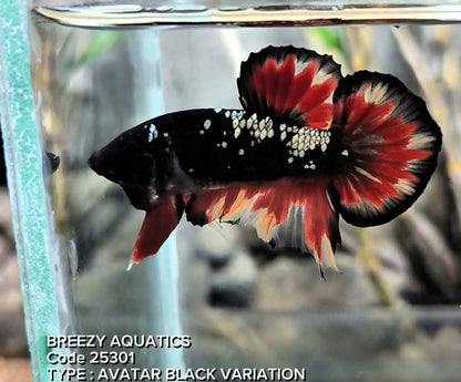 Premium Betta fish (Wysiwyg Betta- What You See is What you Get!)