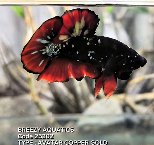 Premium Betta fish (Wysiwyg Betta- What You See is What you Get!)