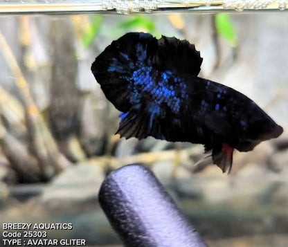 Premium Betta fish (Wysiwyg Betta- What You See is What you Get!)