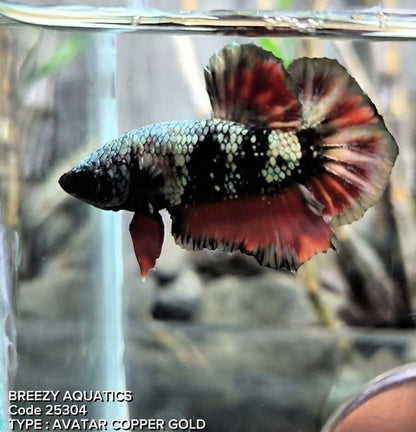 Premium Betta fish (Wysiwyg Betta- What You See is What you Get!)