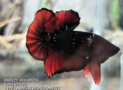 Premium Betta fish (Wysiwyg Betta- What You See is What you Get!)