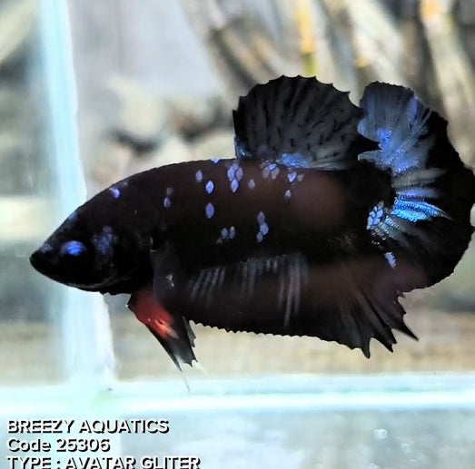 Premium Betta fish (Wysiwyg Betta- What You See is What you Get!)