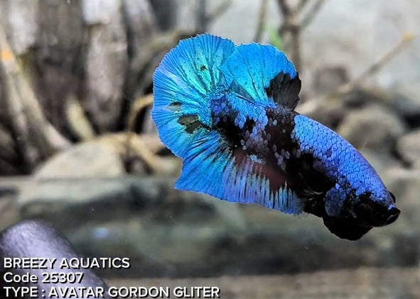 Premium Betta fish (Wysiwyg Betta- What You See is What you Get!)