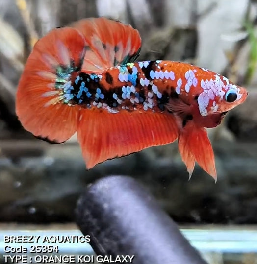 Galaxy Betta