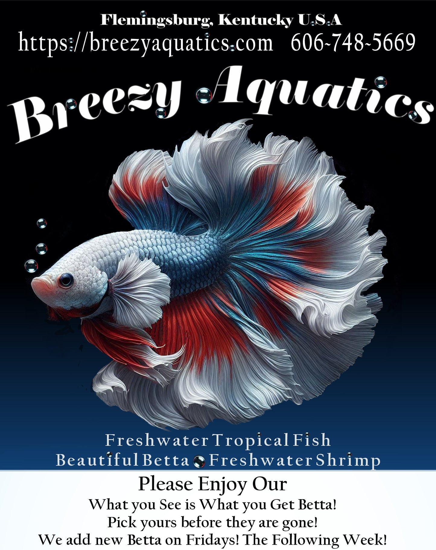 Premium Betta fish (Wysiwyg Betta- What You See is What you Get!)