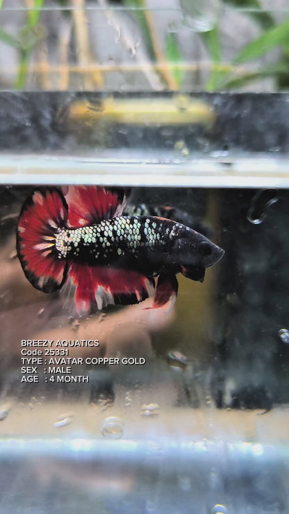 Premium Betta fish (Wysiwyg Betta- What You See is What you Get!)