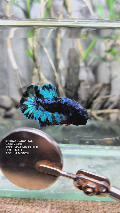 Premium Betta fish (Wysiwyg Betta- What You See is What you Get!)