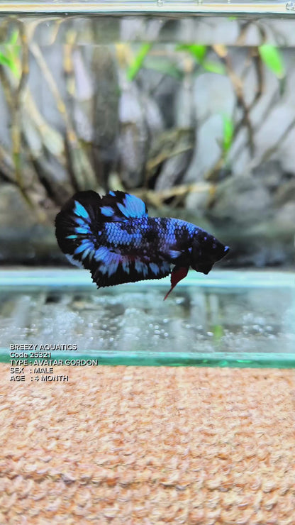 Premium Betta fish (Wysiwyg Betta- What You See is What you Get!)