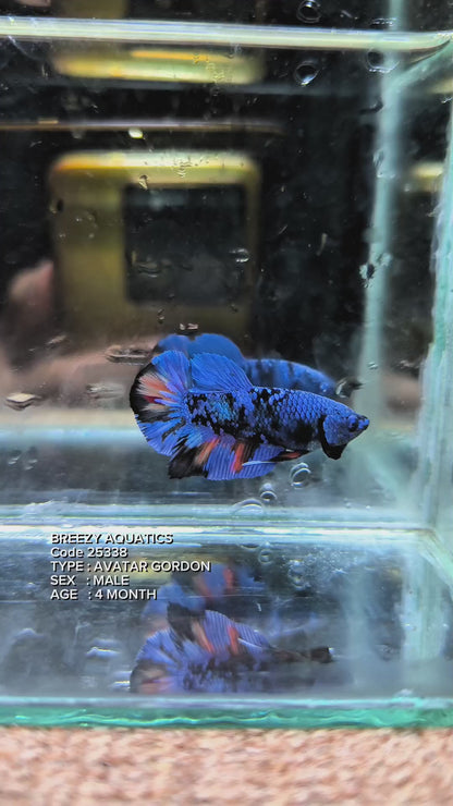 Premium Betta fish (Wysiwyg Betta- What You See is What you Get!)