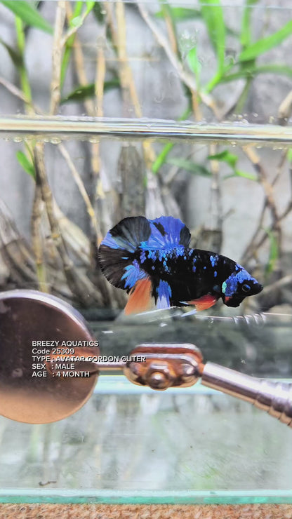 Premium Betta fish (Wysiwyg Betta- What You See is What you Get!)