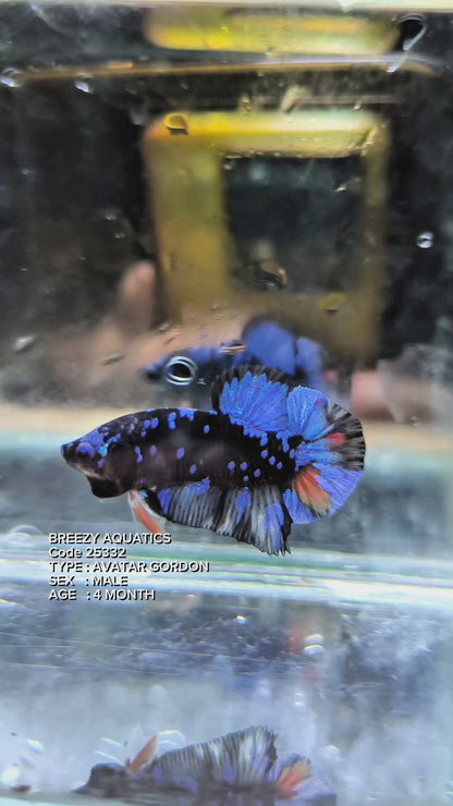 Premium Betta fish (Wysiwyg Betta- What You See is What you Get!)