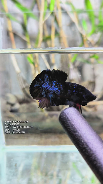 Premium Betta fish (Wysiwyg Betta- What You See is What you Get!)