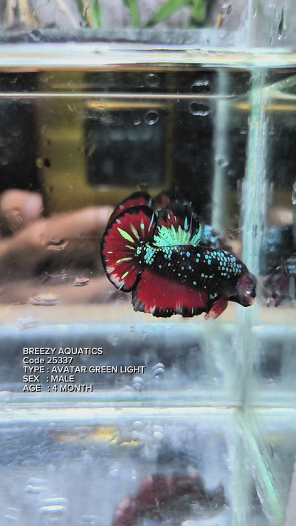 Premium Betta fish (Wysiwyg Betta- What You See is What you Get!)