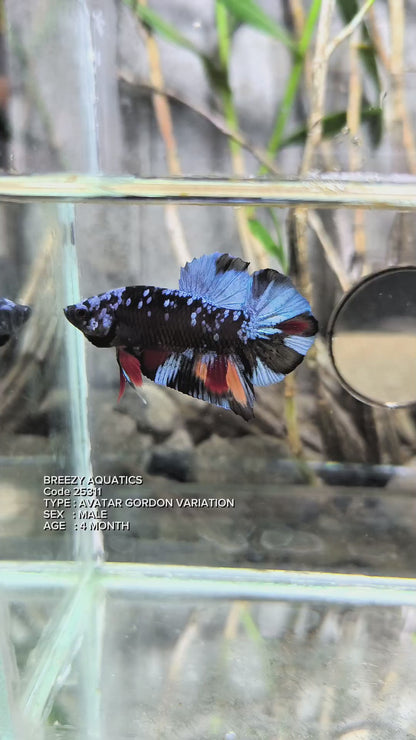 Premium Betta fish (Wysiwyg Betta- What You See is What you Get!)