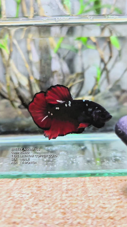 Premium Betta fish (Wysiwyg Betta- What You See is What you Get!)