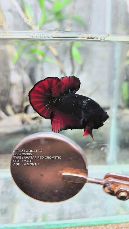 Premium Betta fish (Wysiwyg Betta- What You See is What you Get!)