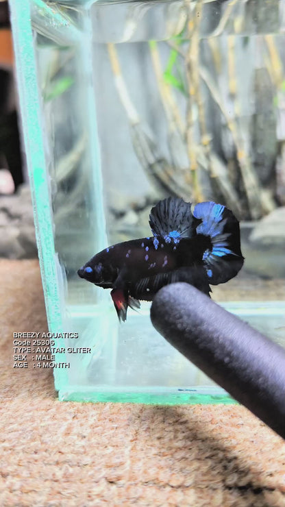 Premium Betta fish (Wysiwyg Betta- What You See is What you Get!)