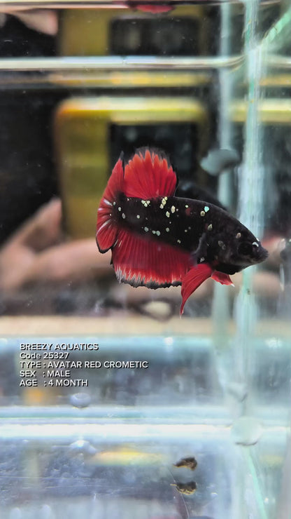 Premium Betta fish (Wysiwyg Betta- What You See is What you Get!)