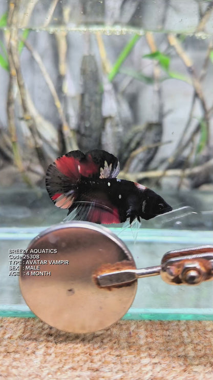 Premium Betta fish (Wysiwyg Betta- What You See is What you Get!)