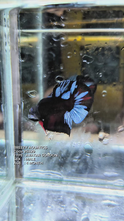 Premium Betta fish (Wysiwyg Betta- What You See is What you Get!)