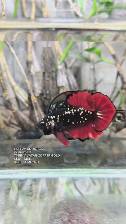 Premium Betta fish (Wysiwyg Betta- What You See is What you Get!)