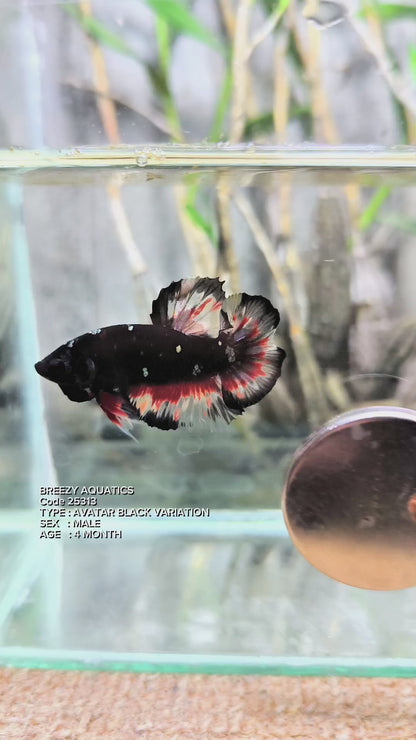 Premium Betta fish (Wysiwyg Betta- What You See is What you Get!)