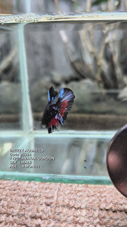 Premium Betta fish (Wysiwyg Betta- What You See is What you Get!)