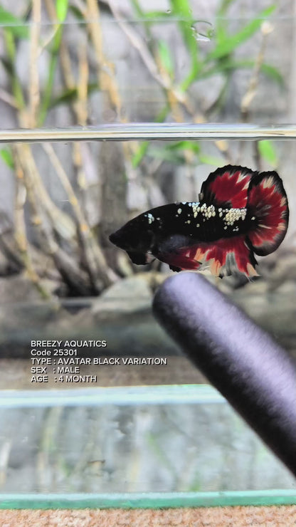 Premium Betta fish (Wysiwyg Betta- What You See is What you Get!)