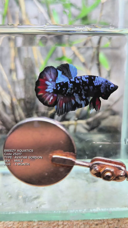 Premium Betta fish (Wysiwyg Betta- What You See is What you Get!)