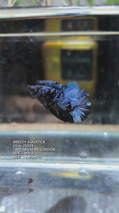 Premium Betta fish (Wysiwyg Betta- What You See is What you Get!)