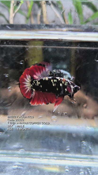 Premium Betta fish (Wysiwyg Betta- What You See is What you Get!)