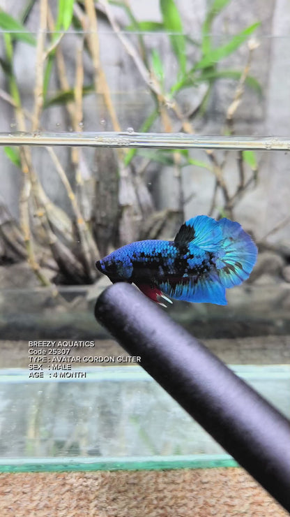 Premium Betta fish (Wysiwyg Betta- What You See is What you Get!)