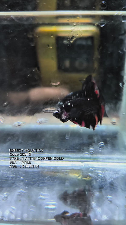 Premium Betta fish (Wysiwyg Betta- What You See is What you Get!)