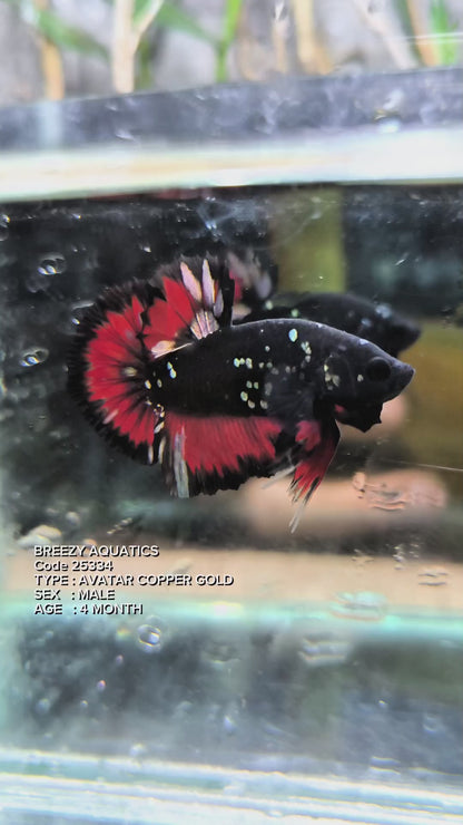 Premium Betta fish (Wysiwyg Betta- What You See is What you Get!)